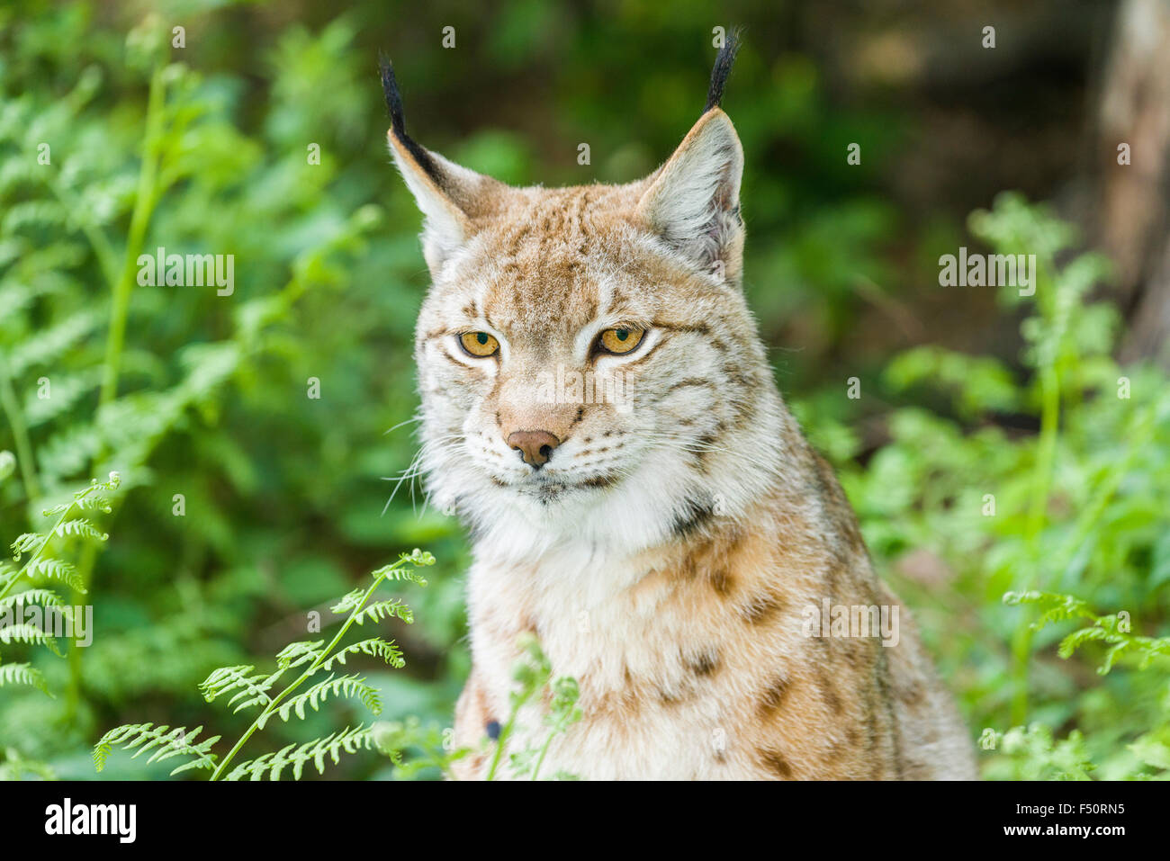 Eine junge weibliche europäische Luchs (Lynx lynx) ist Peering aus dem Gebüsch Stockfoto