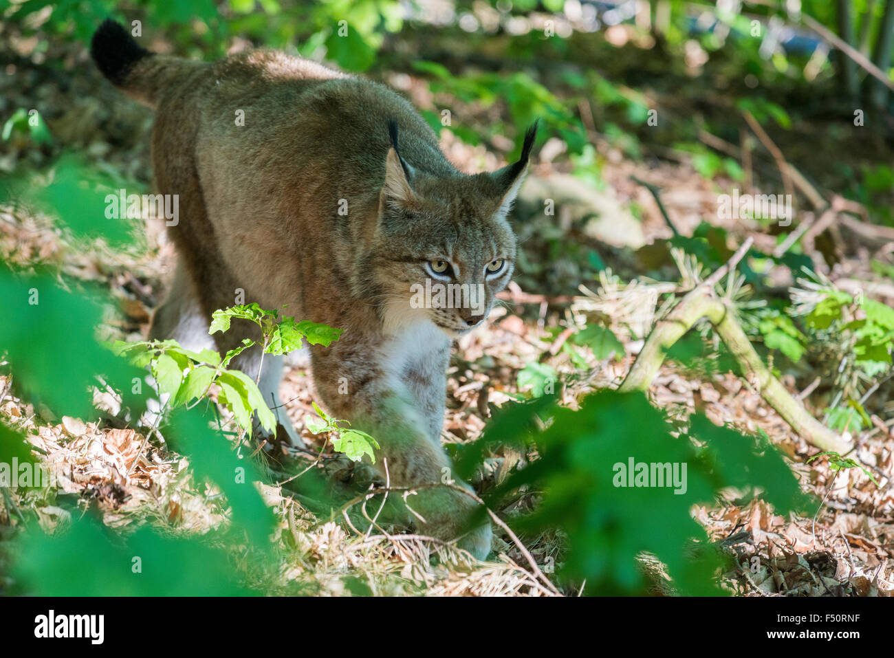 Einen männlichen europäischen Luchs (Lynx lynx) schleicht durch das Dickicht Stockfoto