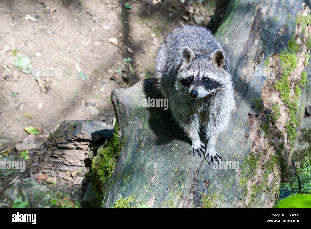 Waschbären garten Fotos und Bildmaterial in hoher Auflösung Alamy