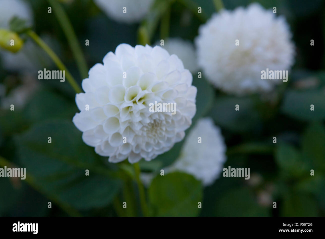 White Dahlia Blumen, L'Ancresse Sorte, wächst in einem irischen Garten Stockfoto