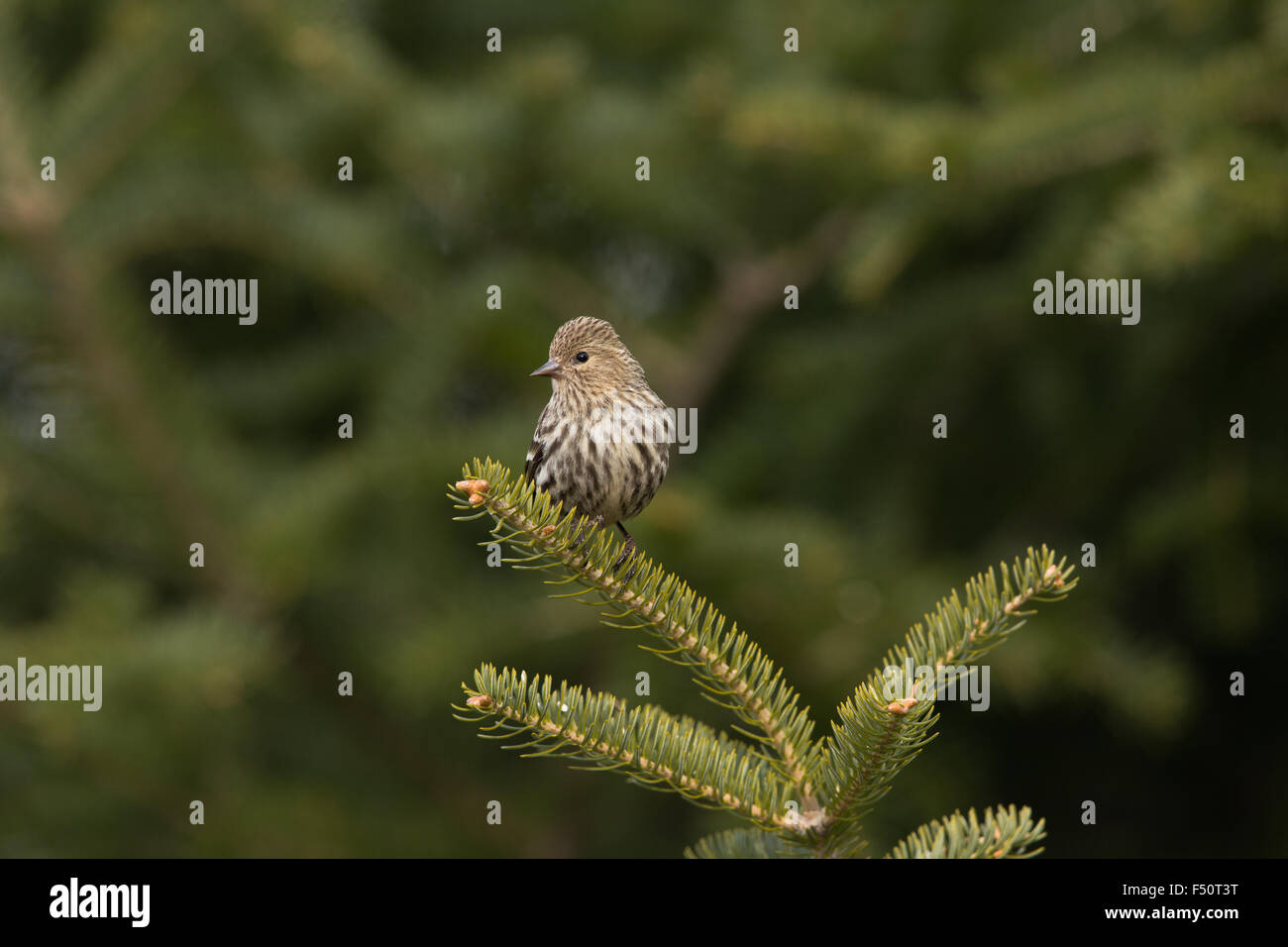 Pine siskin Stockfoto