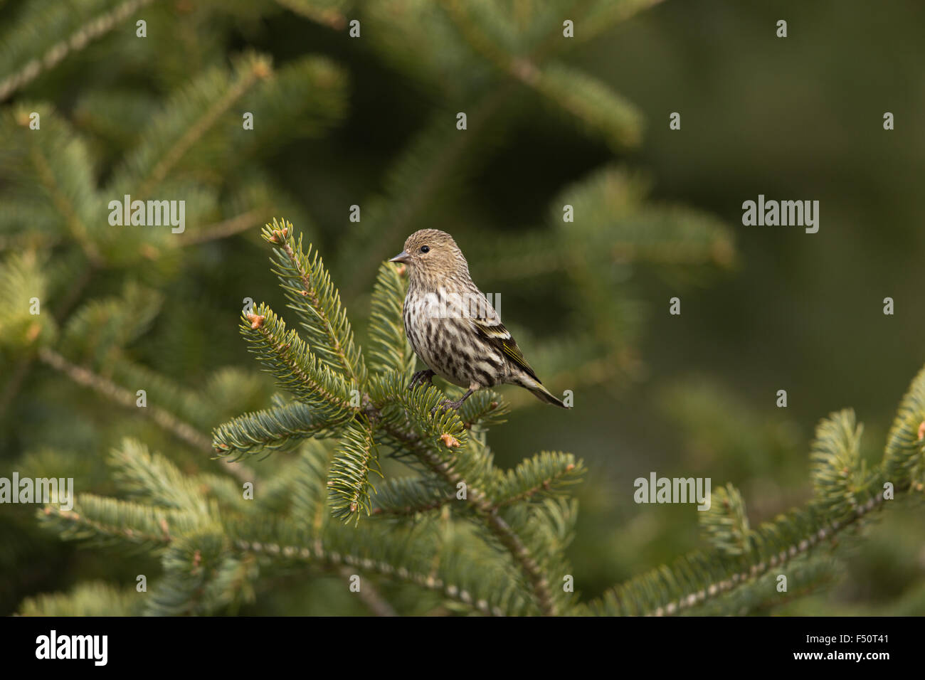 Pine siskin Stockfoto