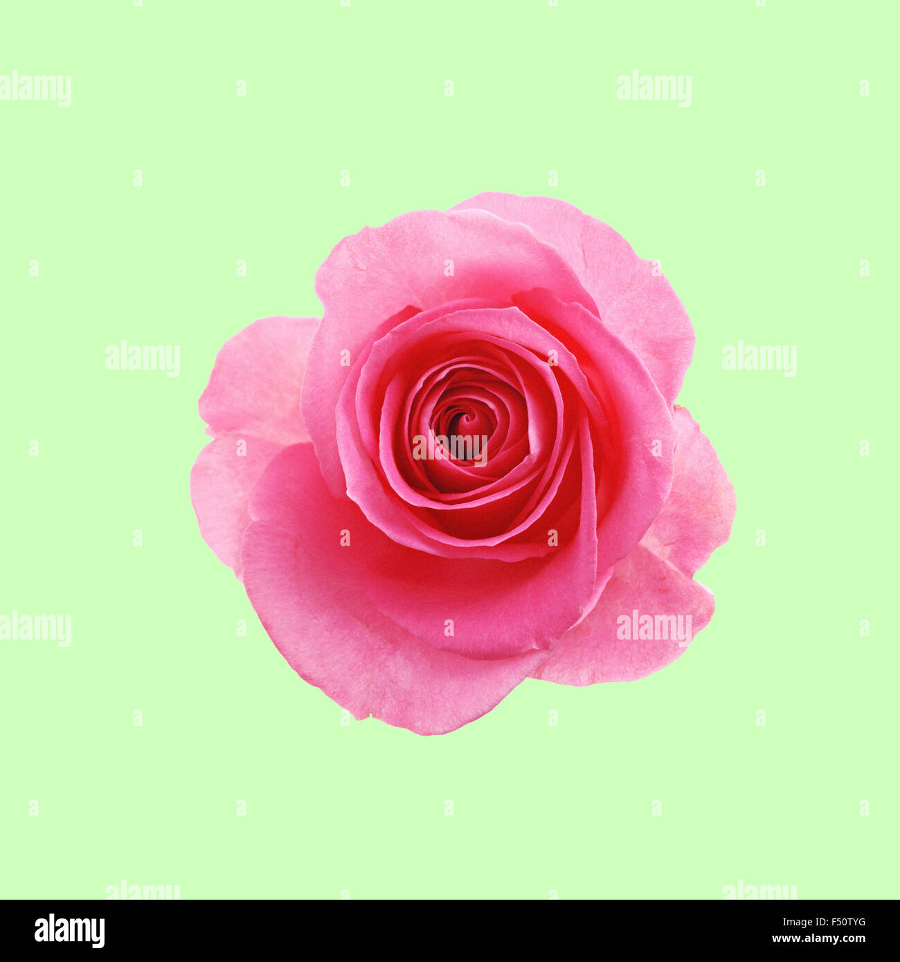 Rosa rose Blume auf dem Mintgrün-Hintergrund Stockfoto