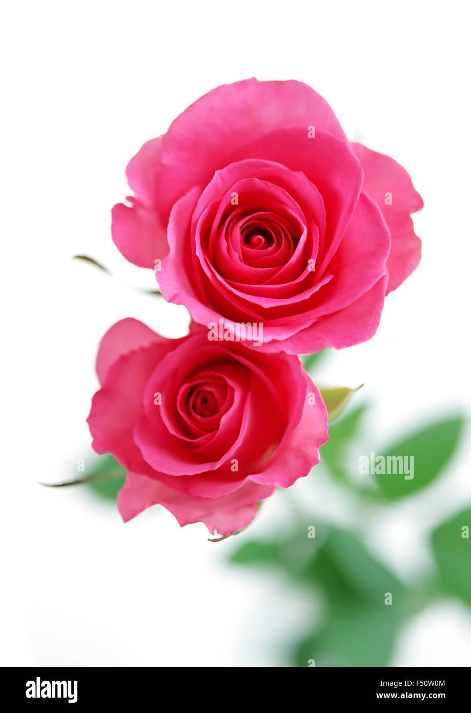 Zwei rote Rosen-Blumen auf weißem Hintergrund Stockfoto