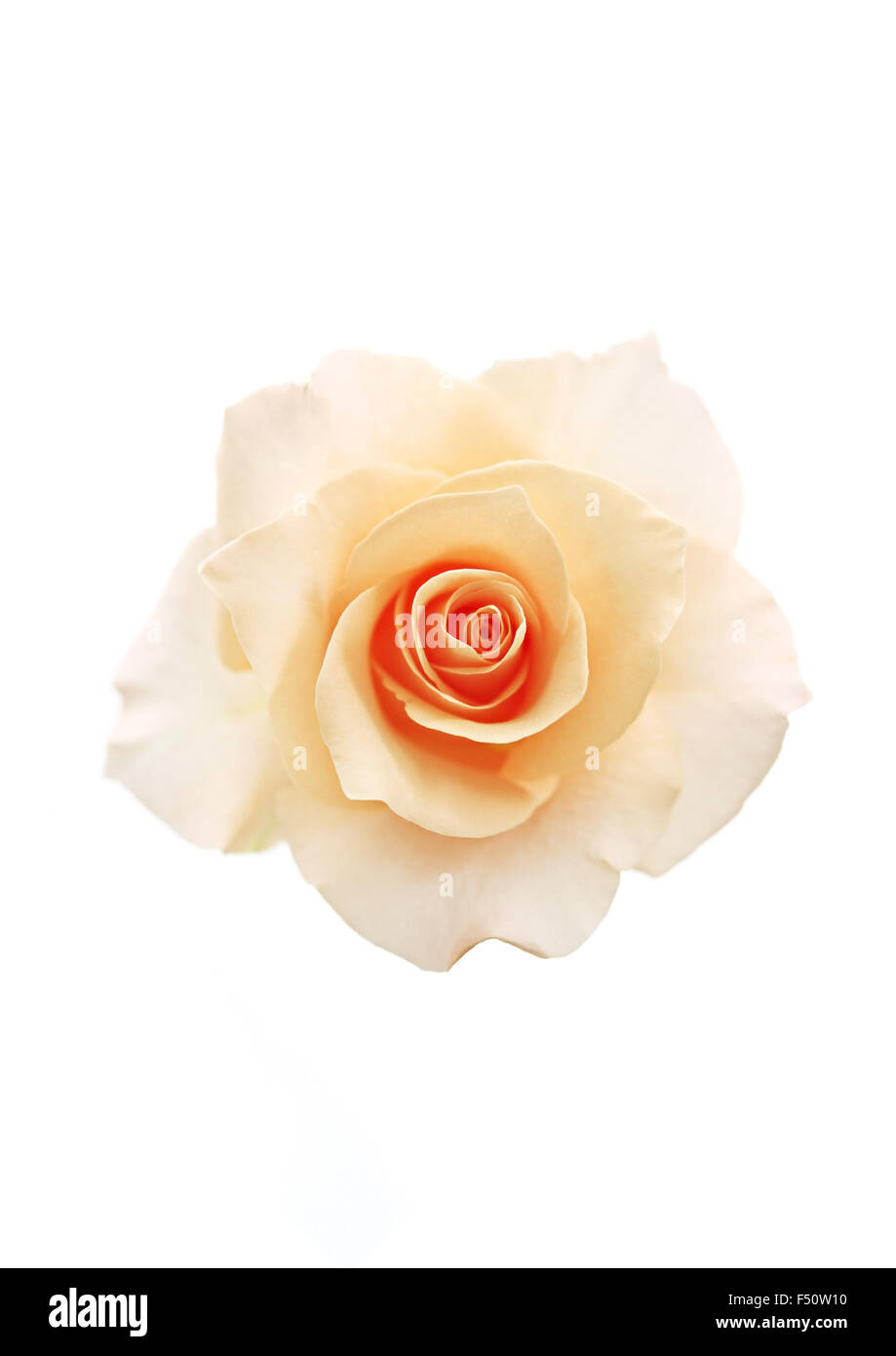Helle gelbe rose Blume auf dem weißen Hintergrund Stockfoto