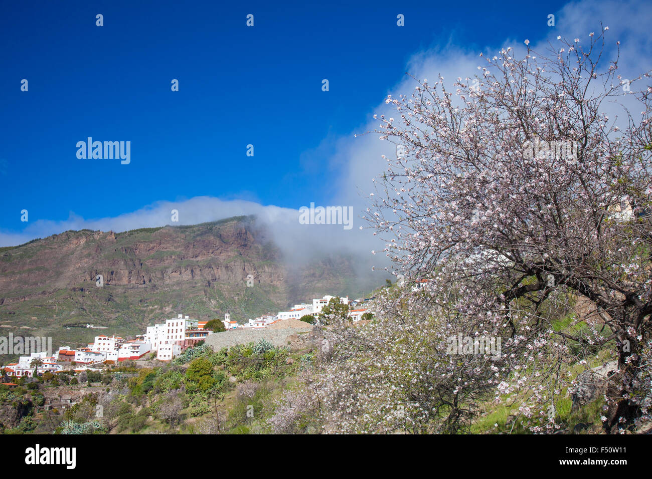 Gran Canaria, Caldera de Tejeda im Februar, Mandelbäume in voller Blüte, Zeit der Mandelblüte festival Stockfoto