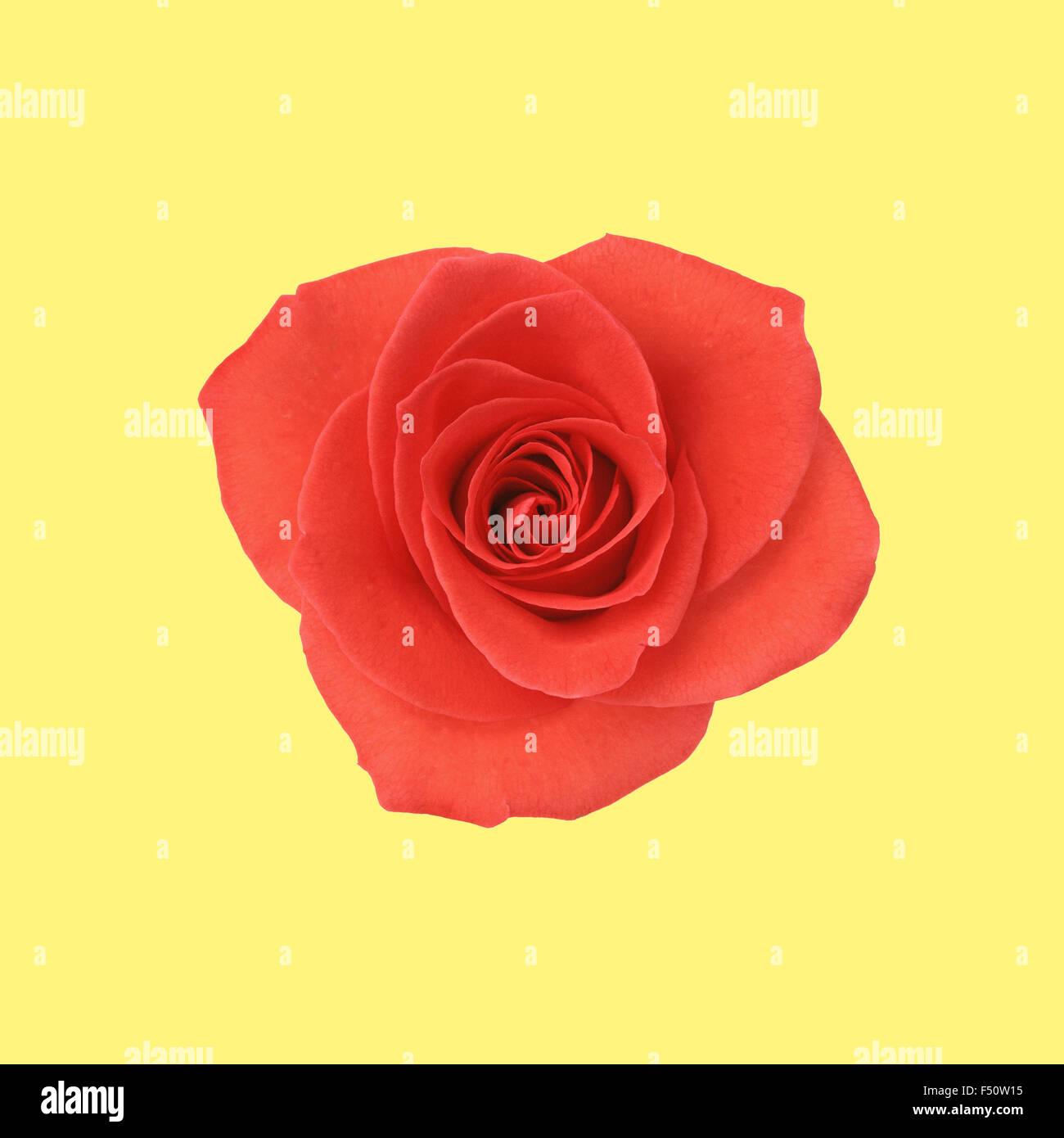 Flower Red Rose auf gelbem Hintergrund Stockfoto