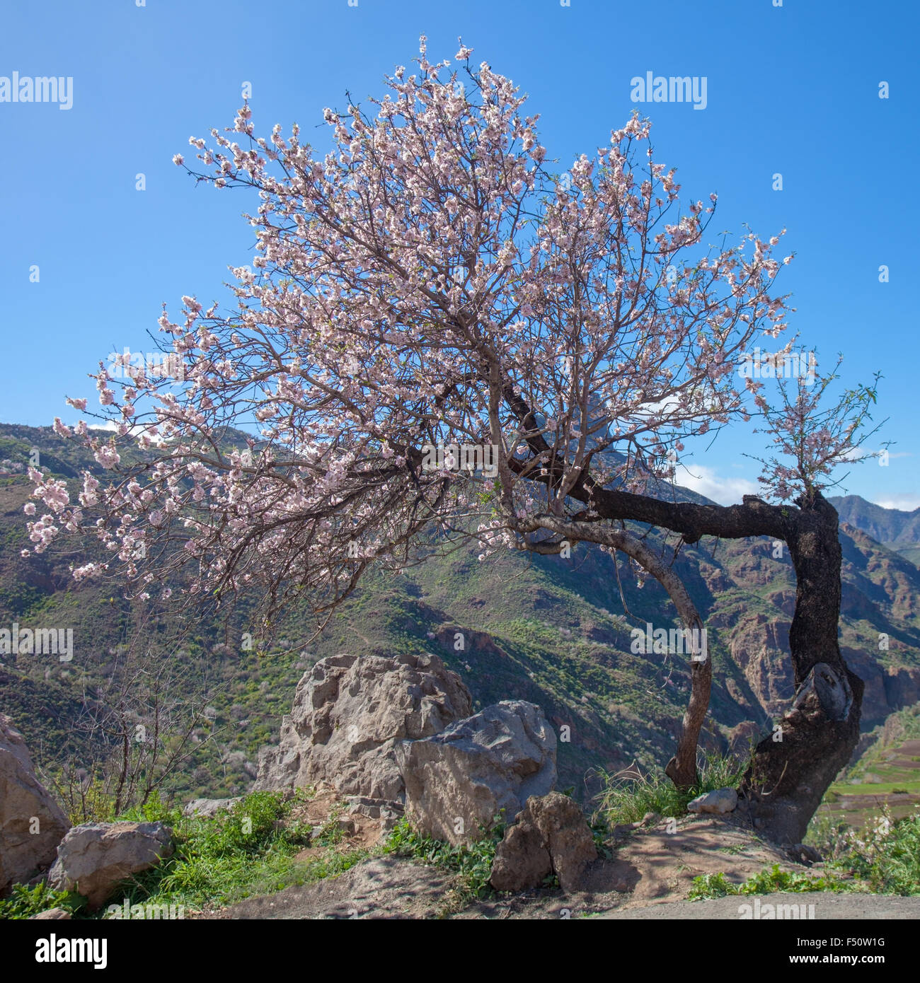 Gran Canaria, Caldera de Tejeda im Februar, Mandelbäume in voller Blüte, Zeit der Mandelblüte festival Stockfoto