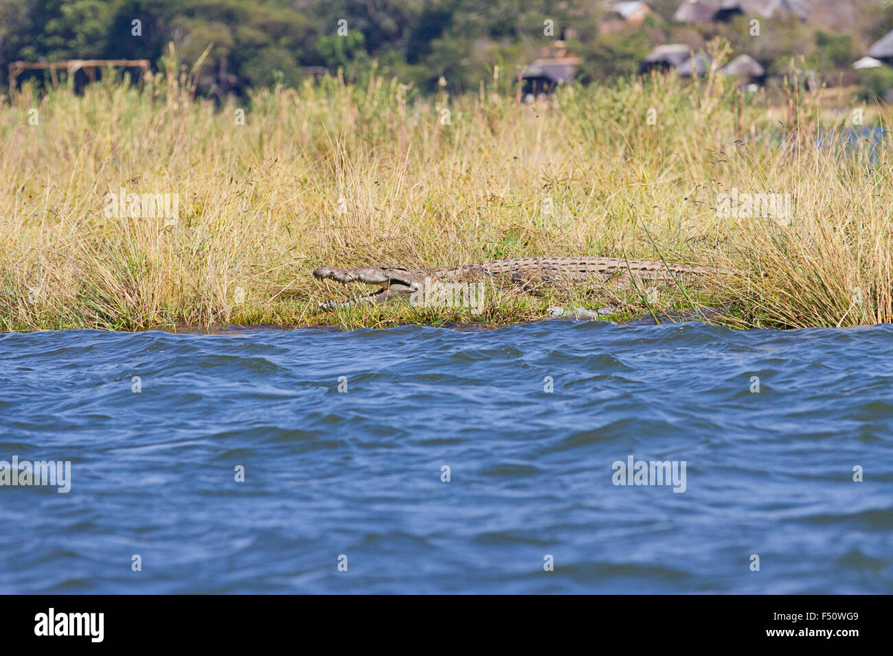 Krokodil sonnte sich am Ufer des Sambesi-Flusses Stockfoto