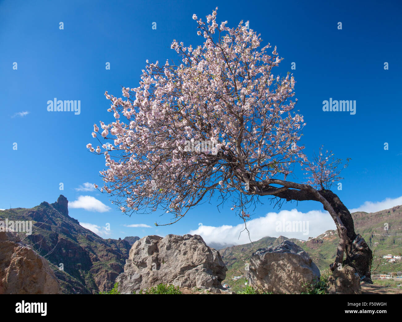 Gran Canaria, Caldera de Tejeda im Februar, Mandelbäume in voller Blüte, Zeit der Mandelblüte festival Stockfoto