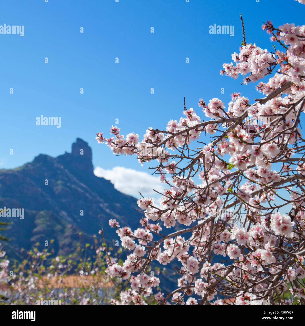 Gran Canaria, Caldera de Tejeda im Februar, Mandelbäume in voller Blüte, Zeit der Mandelblüte festival Stockfoto