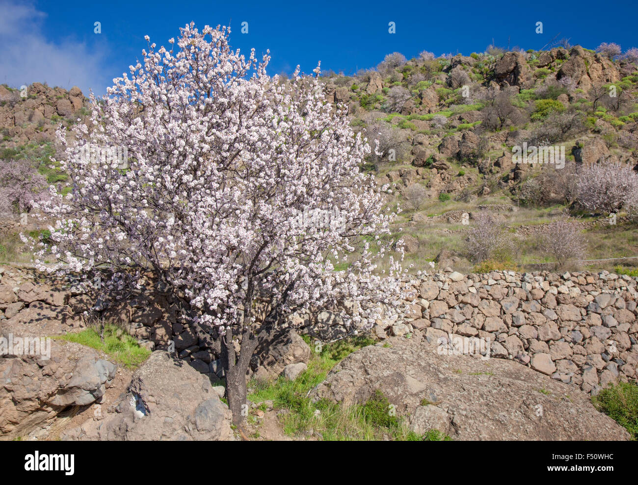 Gran Canaria, Caldera de Tejeda im Februar, Mandelbäume in voller Blüte, Zeit der Mandelblüte festival Stockfoto