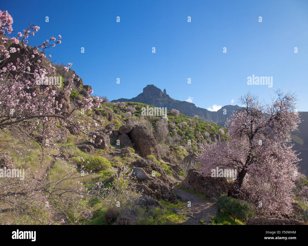 Gran Canaria, Caldera de Tejeda im Februar, Mandelbäume in voller Blüte, Zeit der Mandelblüte festival Stockfoto