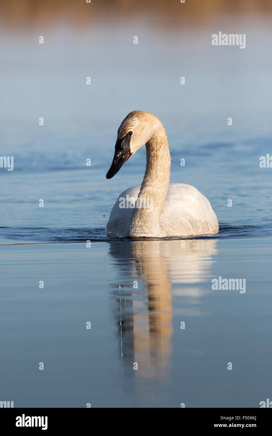 Trompeter Schwan - Crex Wiesen Stockfoto