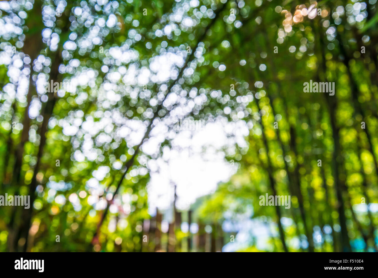 Vergrößern Sie Schuss aus Fokus Bambus für Hintergrund. Bokeh Stockfoto