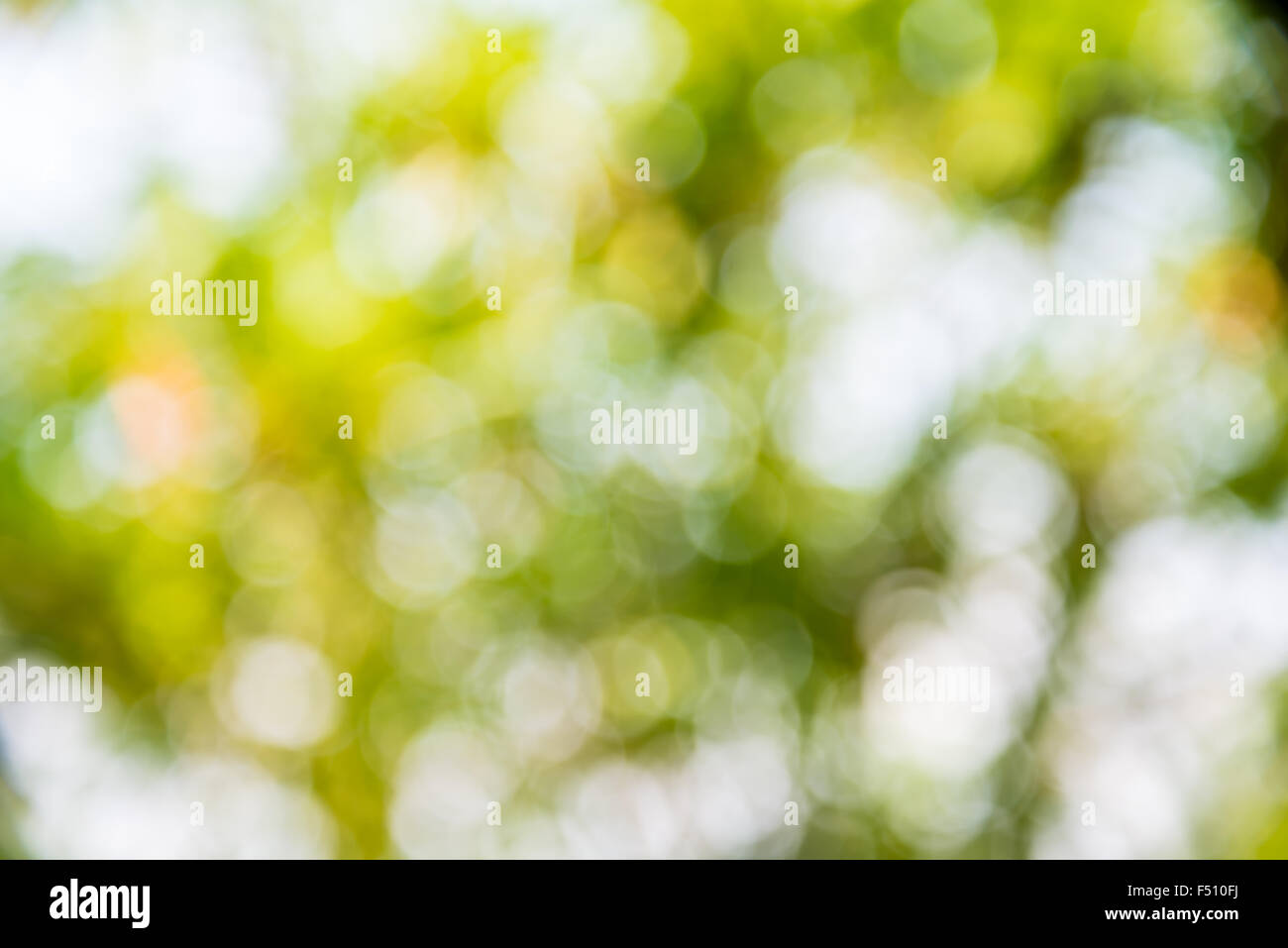 Vergrößern Sie Schuss aus Fokus grüner Baum für den Hintergrund. Bokeh Stockfoto