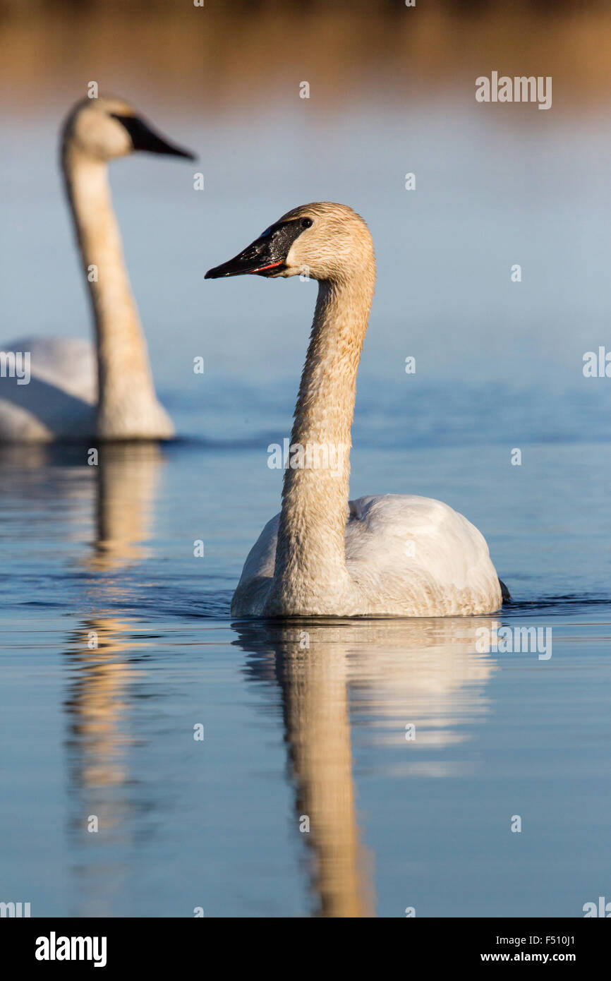 Trompeter Schwan - Crex Wiesen Stockfoto