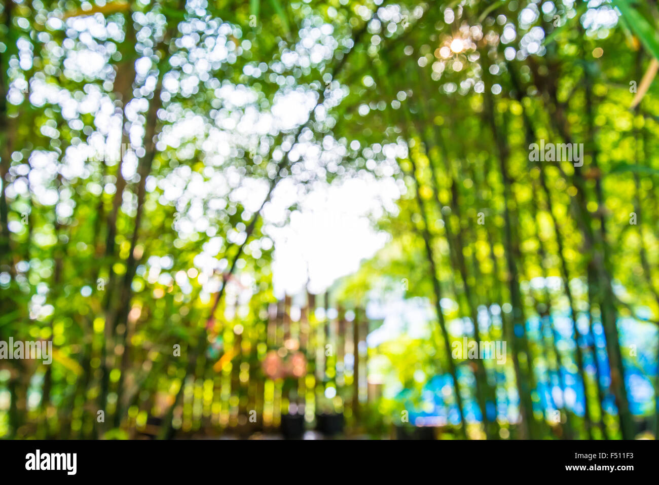 Vergrößern Sie Schuss aus Fokus Bambus für Hintergrund. Bokeh Stockfoto