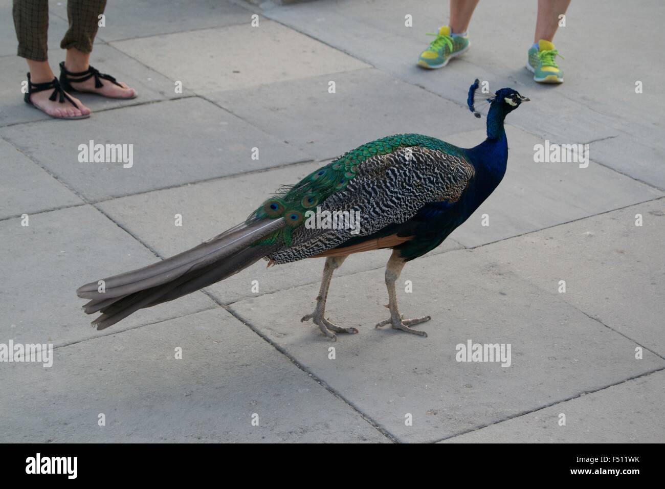 Bunte Pfau Federn Vogel Gefieder blau grün Stockfoto