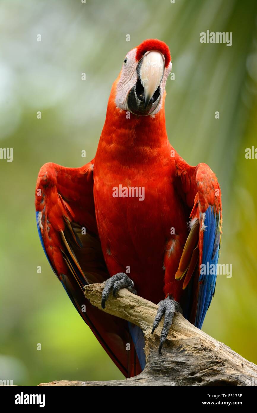 schöne grün-winged Aras (Ara Chloropterus) als Haustier Stockfoto