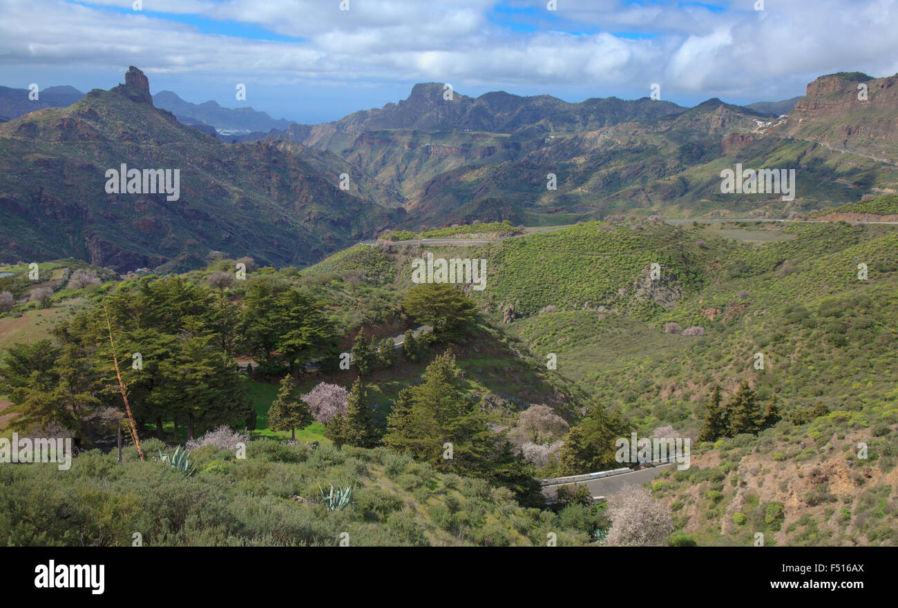 Gran Canaria, Caldera de Tejeda im Februar, Mandelbäume in voller Blüte Canbe gesehen auf der Piste Stockfoto