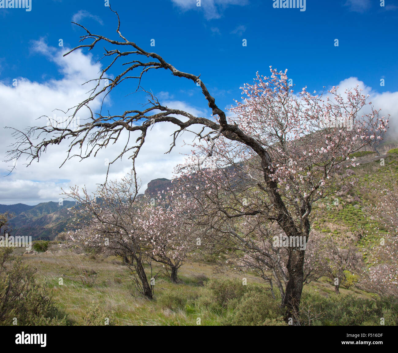 Gran Canaria, Caldera de Tejeda im Februar, Mandelbäume in voller Blüte Stockfoto