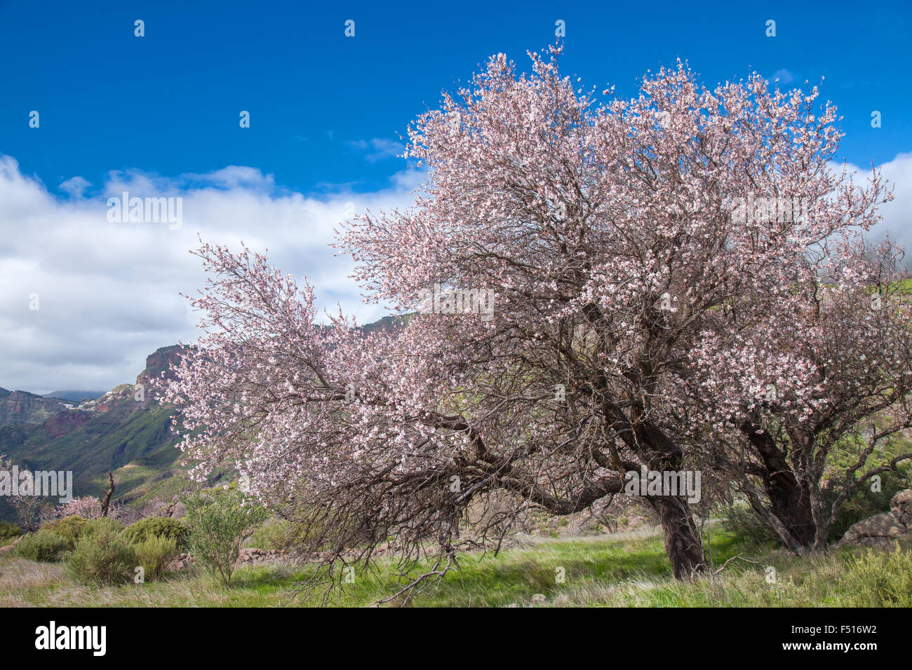 Gran Canaria, Caldera de Tejeda im Februar, Mandelbäume in voller Blüte Stockfoto