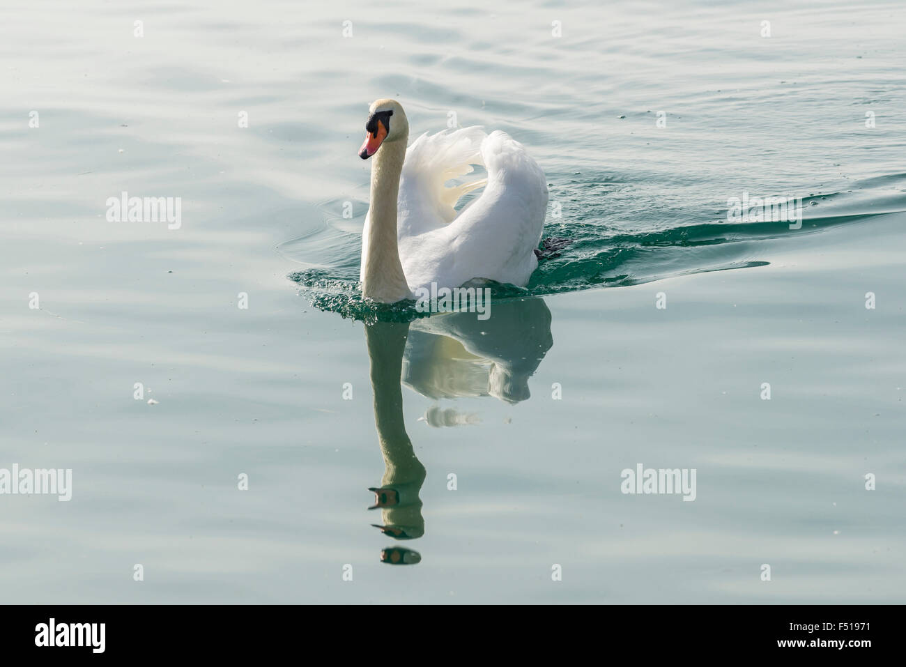 Ein weißer Höckerschwan (Cygnus olor) Kreuzfahrten auf dem Wasser des Gardasees Stockfoto Ein weißer Höckerschwan (Cygnus olor) Kreuzfahrten auf dem Wasser des Gardasees Stockfoto