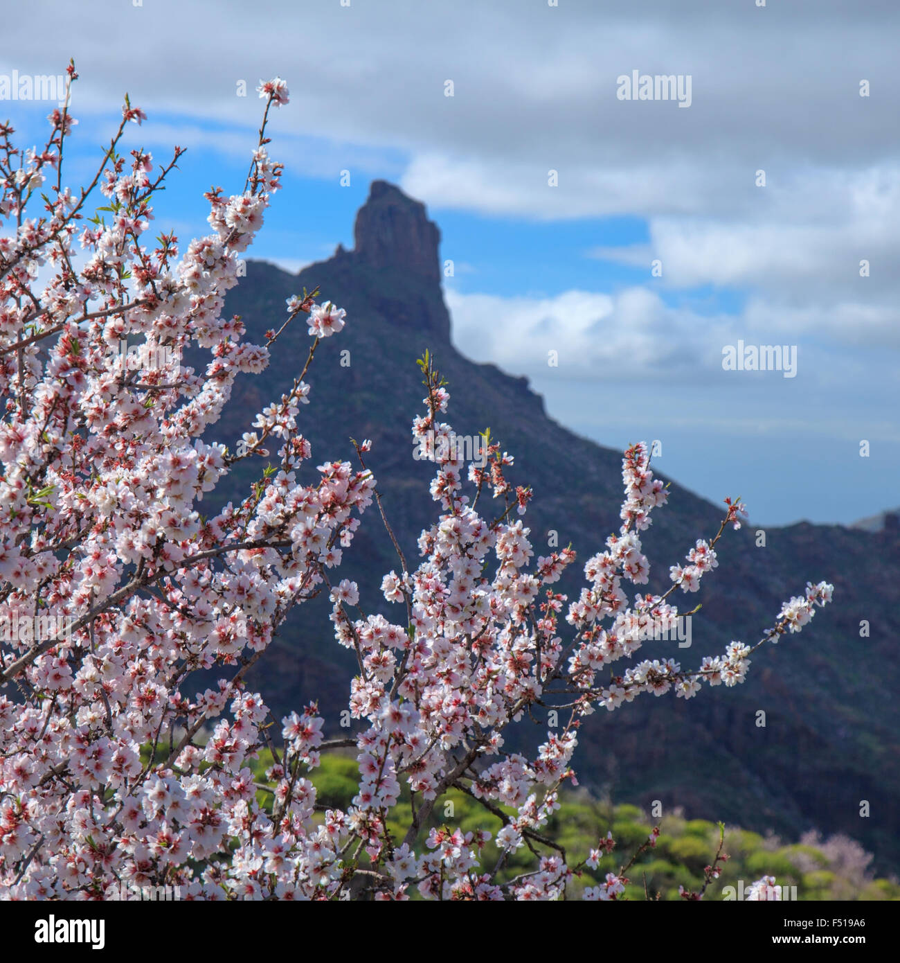 Gran Canaria, Caldera de Tejeda im Februar, Mandelbäume in voller Blüte Stockfoto