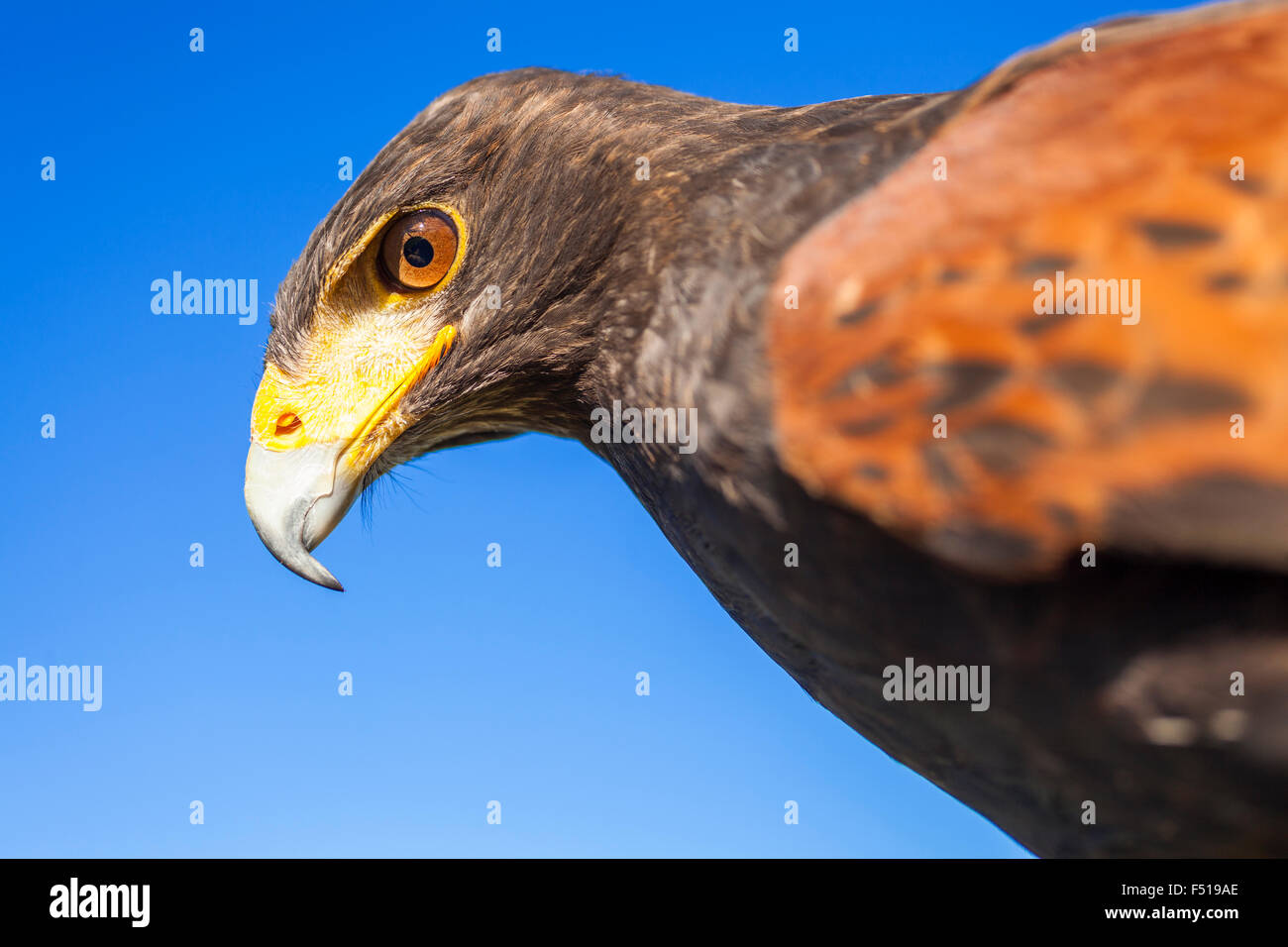 Harris Hawk, Parabuteo Unicinctus im Profil vor einem blauen Himmel. Bird Of Prey ursprünglich aus den Vereinigten Staaten von Amerika Stockfoto