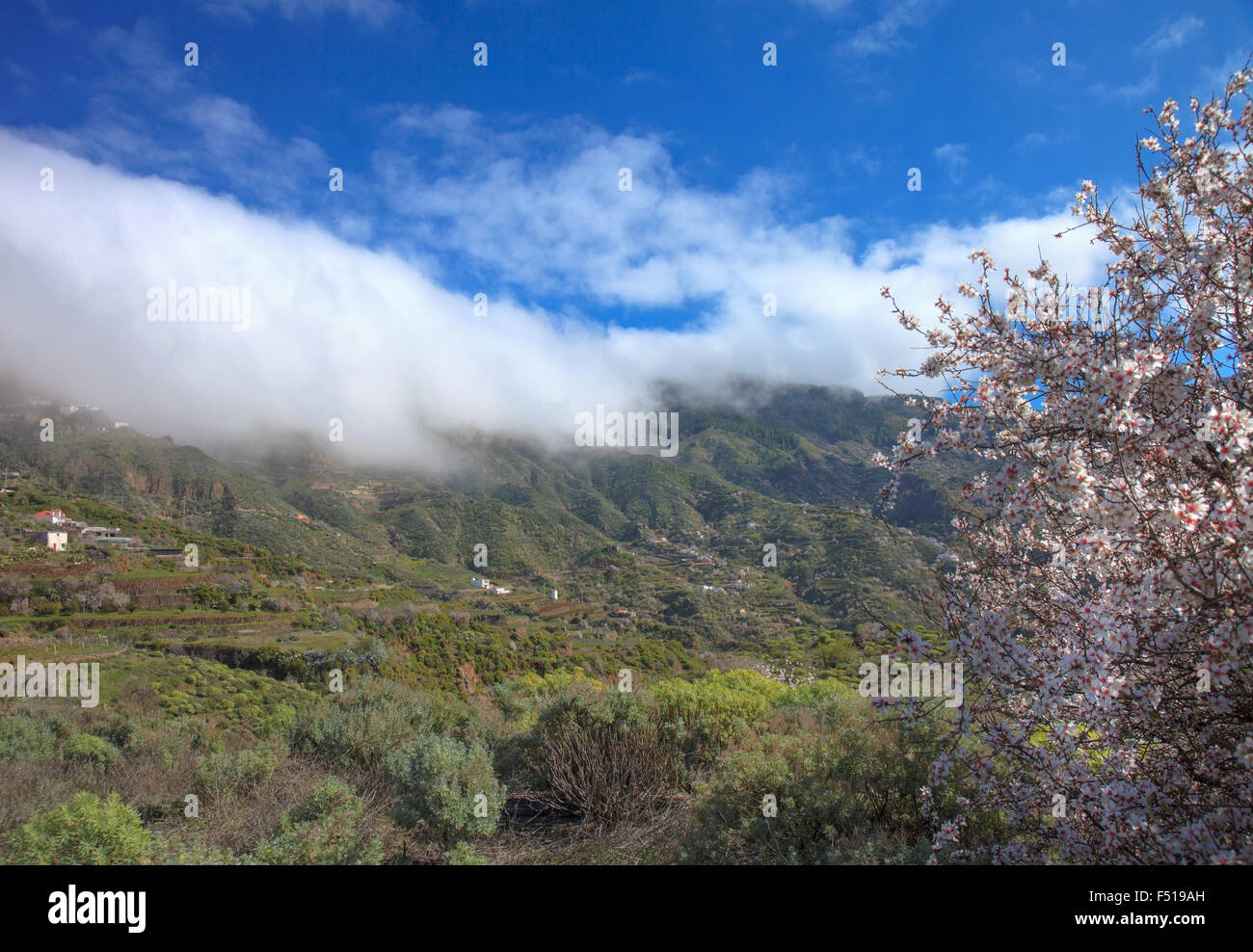 Gran Canaria, Caldera de Tejeda im Februar, Mandelbäume in voller Blüte, Wolken überrollen die Wände der caldera Stockfoto