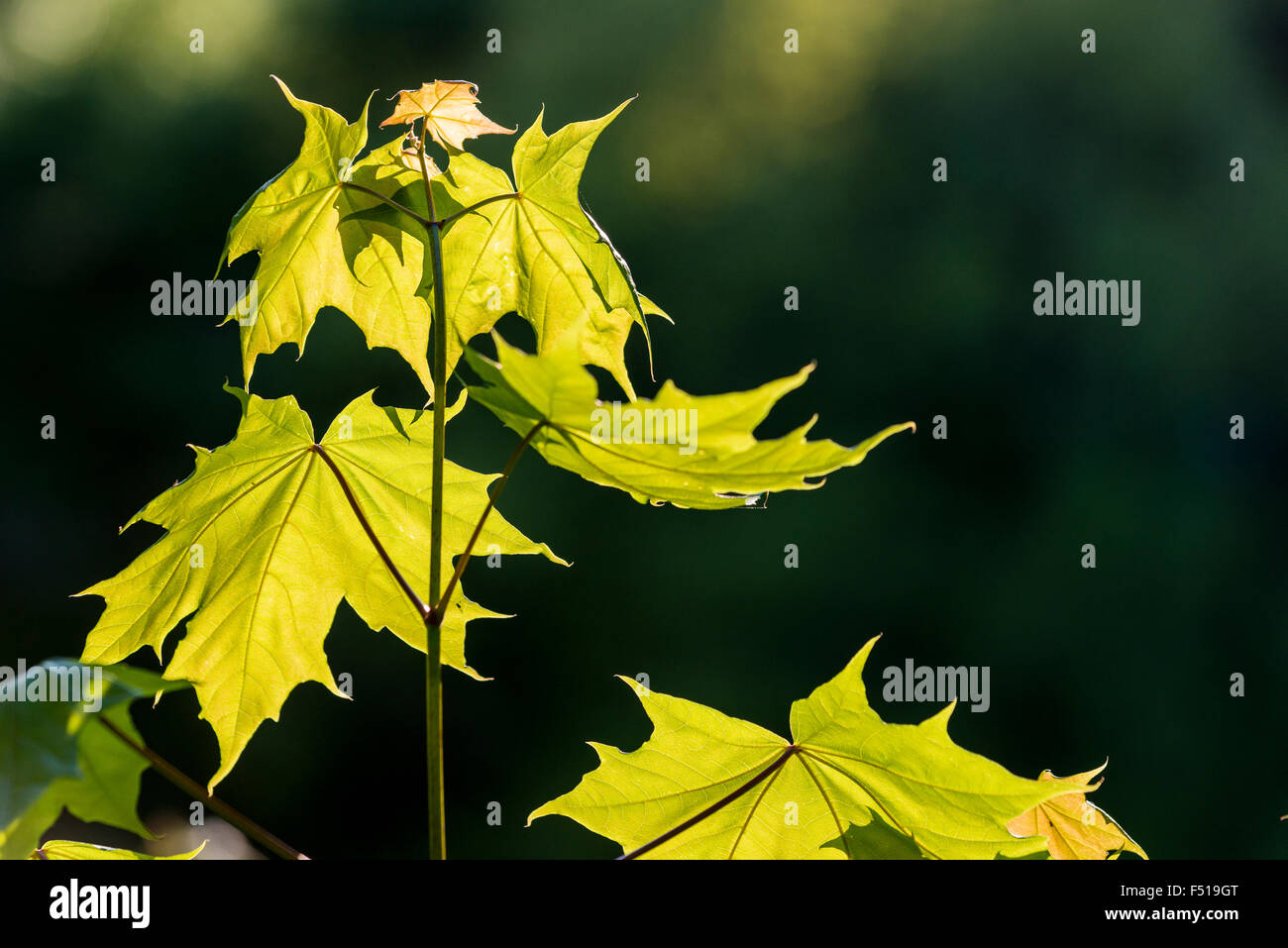 Die sonnenbeschienenen Blätter der Spitzahorn (Acer negundo) Stockfoto