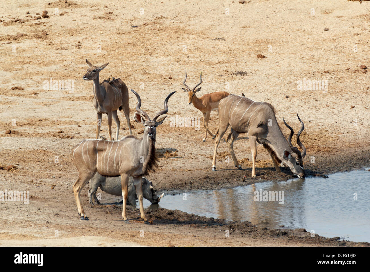 Kudu Antilope trinken an einem schlammigen Wasserstelle, Hwankee National Park, Botswana. Wahre Tierfotografie Stockfoto