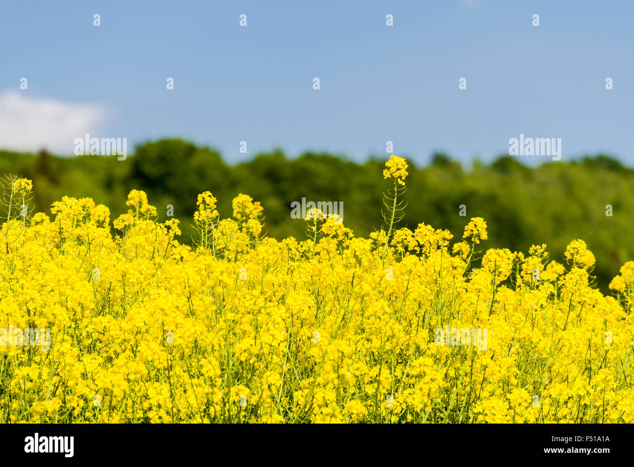 Ein Feld mit blühenden gelben Raps (Canola) in einem landwirtschaftlich ...