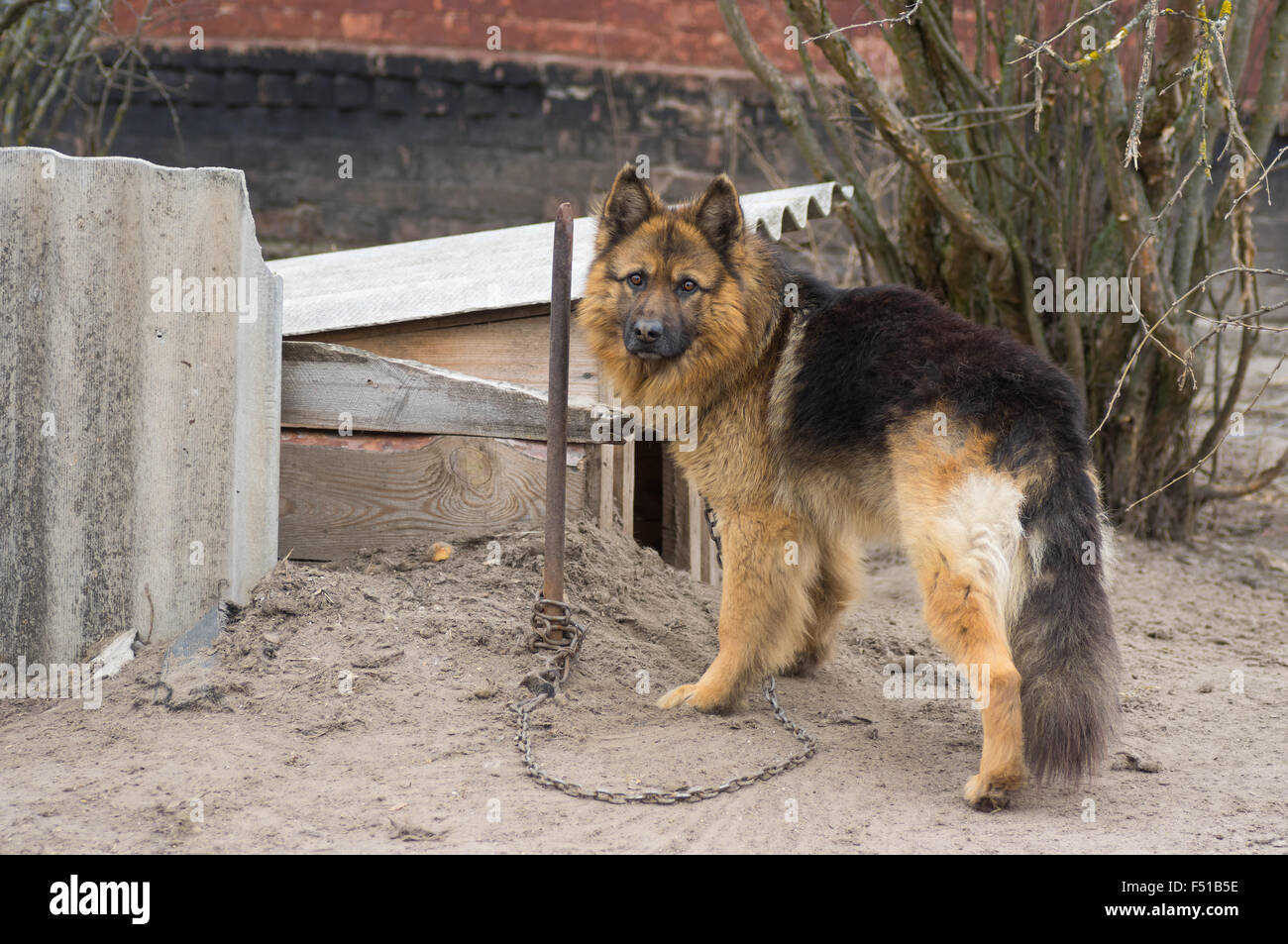 Niedliche Land Hund mit kurzen Kette an seinen Zwinger befestigt Stockfoto