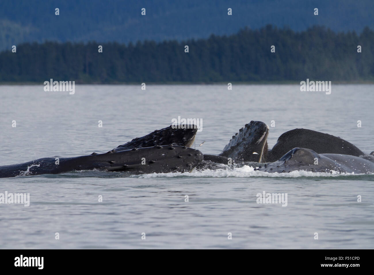 Buckelwale Genossenschaft Blase-Net Fütterung in Alaska Gewässern Stockfoto