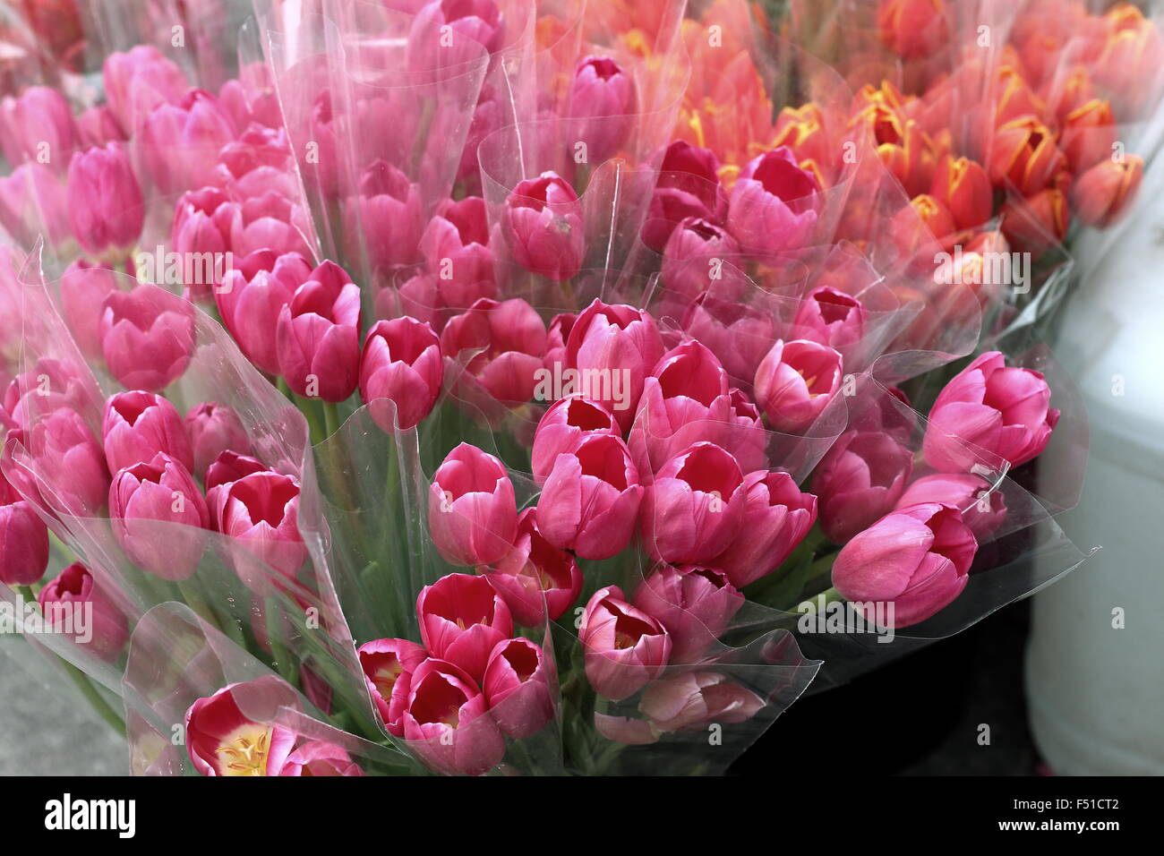 Frische rosa und orange Tulpen zum Verkauf auf dem Markt Stockfoto