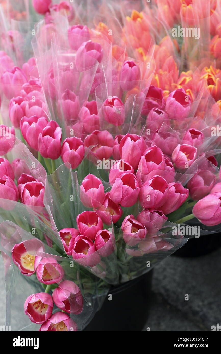 Frische rosa und orange Tulpen zum Verkauf auf dem Markt Stockfoto