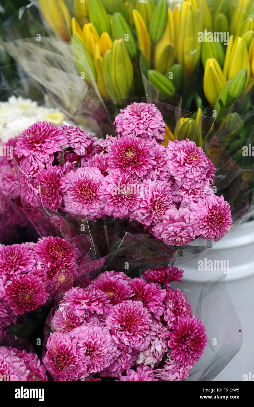 Marguerite Margeriten Engel Serie Pink Delight zum Verkauf auf Markt Stockfoto