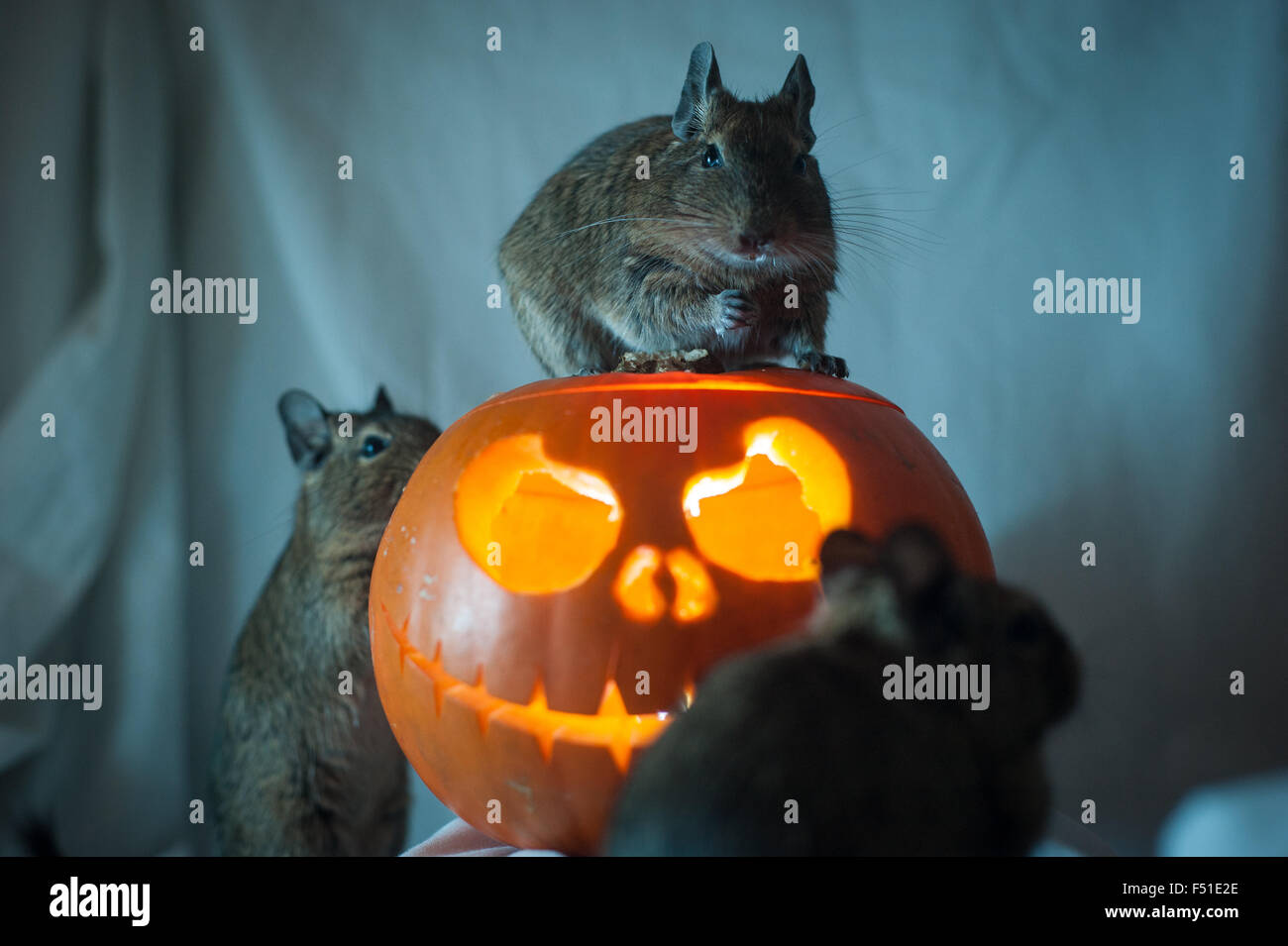 Oxford, UK. 26. Oktober 2015. Drei Haustier Degus bekommen einen frühen Halloween vorhanden, ihre ganz eigenen Kürbis Laterne. Ursprünglich aus Chile, Degus sind kleine Nagetiere, die beliebte Haustiere machen Leben in kleinen Gruppen von bis zu 10 Jahren. Obwohl ihre üblichen Ernährung meist Heu und Rasen ist, dürfen sie eine gelegentliche behandeln ein Stück Kürbis, so lange, wie sie überwacht sind. Die Laterne ist mit einer kleinen Taschenlampe, wie eine Flamme mit lebenden Tieren zu gefährlich wäre. Foto: Andrew Walmsley/Alamy Live-Nachrichten Stockfoto