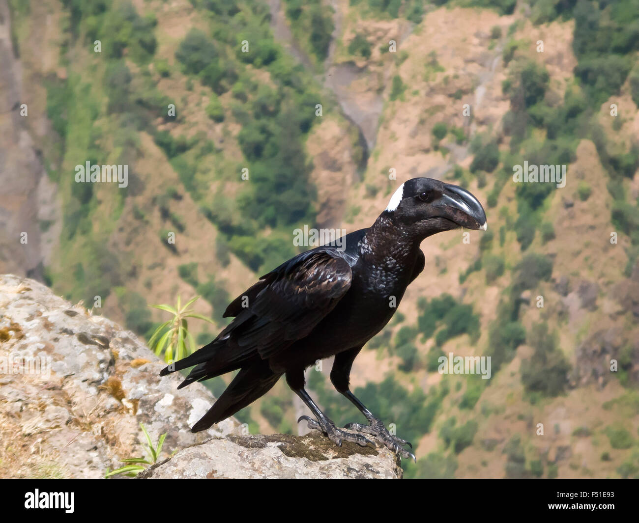 Thick-Billed Rabe (Corvus crassirostris). Simien-berge, Äthiopien. Stockfoto