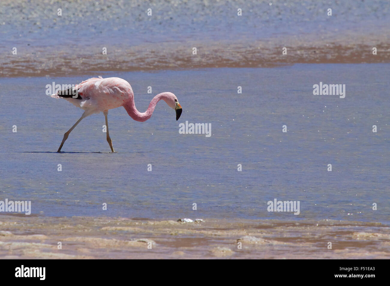 Jamess Flamingo (Phoenicopterus Jamesi), auch bekannt als der Puna-Flamingo ist eine südamerikanische Flamingo. Laguna Blanca, Bolivien. Stockfoto