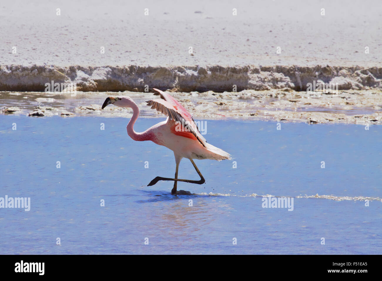 Jamess Flamingo (Phoenicopterus Jamesi), auch bekannt als der Puna-Flamingo ist eine südamerikanische Flamingo. Laguna Blanca, Bolivien. Stockfoto