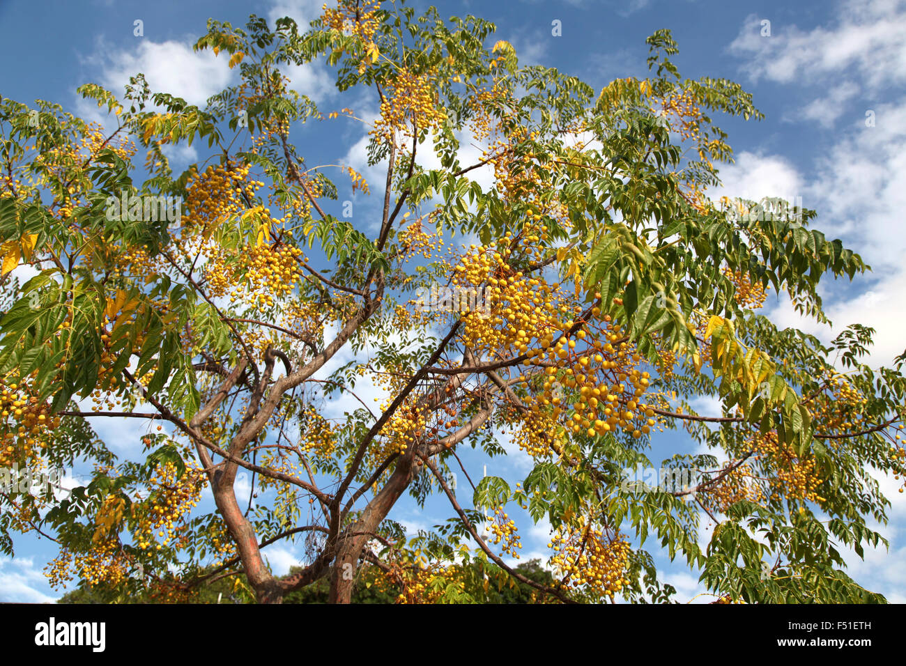 Eine Anzeige der goldene gelbe Beeren vor blauem Himmel Wolke verstreut Stockfoto