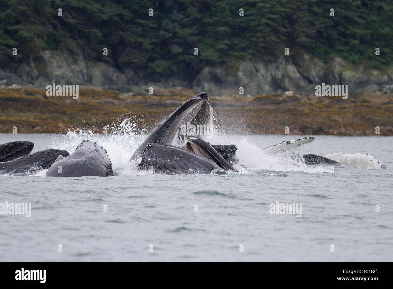 Buckelwale Genossenschaft Blase-Net Fütterung in Alaska Gewässern Stockfoto