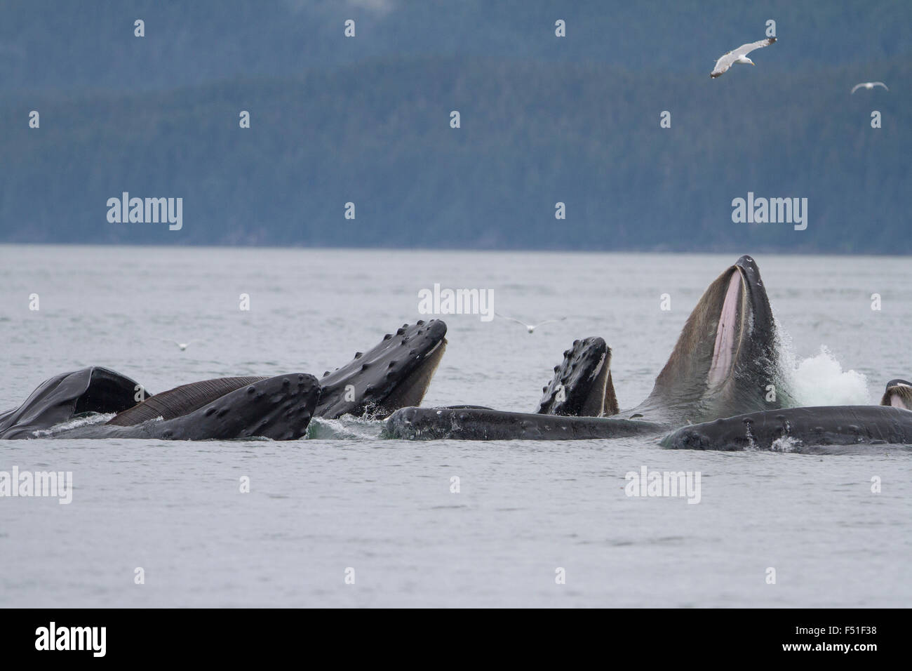 Buckelwale Genossenschaft Blase-Net Fütterung in Alaska Gewässern Stockfoto