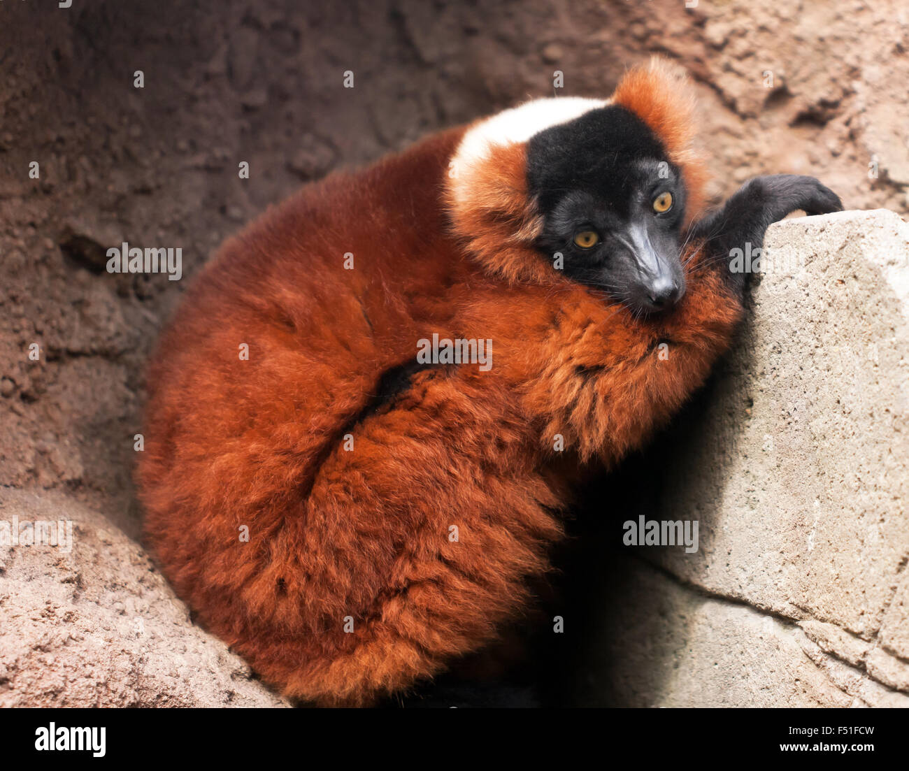Nahaufnahme von roten Ruffed Lemuren (Varecia Rubra), in seinem Gehege auf seltene Species Conservation Centre, Sandwich. Stockfoto