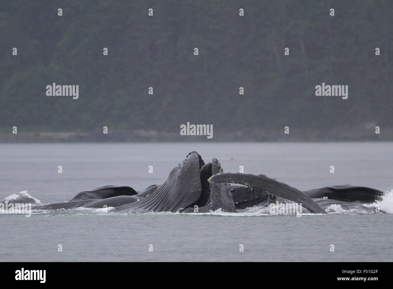 Buckelwale Genossenschaft Blase-Net Fütterung in Alaska Gewässern Stockfoto