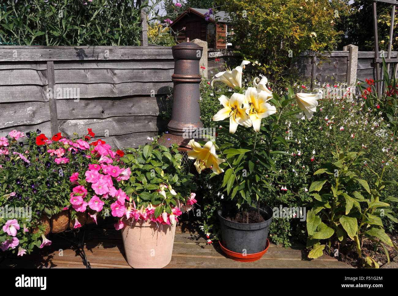 BUNTE CONTAINER GEWACHSEN PFLANZEN IM HERBST. VEREINIGTES KÖNIGREICH. Stockfoto