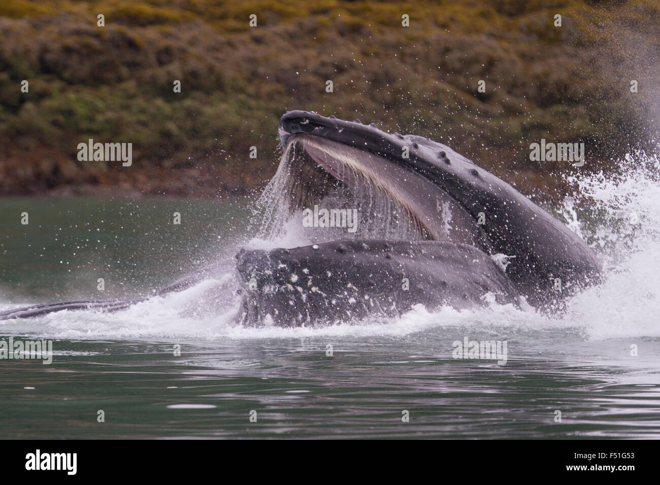 Buckelwale Genossenschaft Blase-Net Fütterung in Alaska Gewässern Stockfoto